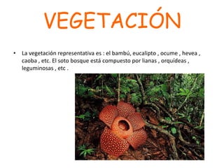 VEGETACIÓN
• La vegetación representativa es : el bambú, eucalipto , ocume , hevea ,
caoba , etc. El soto bosque está compuesto por lianas , orquídeas ,
leguminosas , etc .
