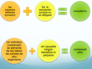 las
especies
obtienen
provecho
De la
asociación
aunque no
es obligada
mutualismo
Un individuo
(comensal)
se alimenta
de los restos
de comida de
otro
organismo
sin causarle
ningún
beneficio ni
perjuicio
comensali
smo
 