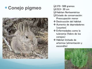 Conejo pigmeo
 375- 500 gramos
 23,5- 30 cm
 Habitan Norteamérica
 Estado de conservación:
Preocupación menor
 Destrucción del hábitat
 Aumento de depredadores
(coyotes(
 Enfermedades como la
tuleramia (fiebre de los
conejos)
 Hábitat limitado de
artemisa (alimentación y
escondite)
 