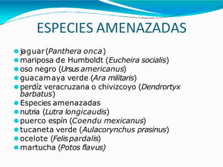 ESPECIES AMENAZADAS
⚫jaguar(Panthera onca)
⚫mariposa de Humboldt (Eucheira socialis)
⚫oso negro (Ursus americanus)
⚫guacamaya verde (Ara militaris)
⚫perdíz veracruzana o chivizcoyo (Dendrortyx
barbatus)
⚫Especies amenazadas
⚫nutria (Lutra longicaudis)
⚫puerco espín (Coendu mexicanus)
⚫tucaneta verde (Aulacorynchus prasinus)
⚫ocelote (Felispardalis)
⚫martucha (Potos flavus)
 