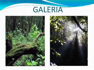 GALERIA
 