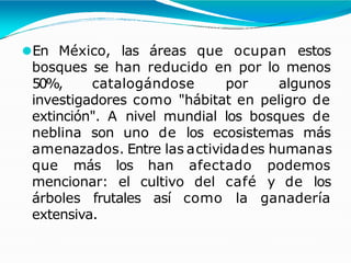 ⚫En México, las áreas que ocupan estos
bosques se han reducido en por lo menos
50%, catalogándose por algunos
investigadores como "hábitat en peligro de
extinción". A nivel mundial los bosques de
neblina son uno de los ecosistemas más
amenazados. Entre las actividades humanas
que más los han afectado podemos
mencionar: el cultivo del café y de los
árboles frutales así como la ganadería
extensiva.
 
