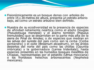 ⚫ Fisionómicamente es un bosque denso con arboles de
entre 15 y 20 metros de altura, presenta un estrato arborio
bajo, así como un estrato arbusivo bien definido.
⚫ Muestra de su ecodiversidad es la presencia de especies
de afinidad netamente neártica como el abeto Douglas
(Pseudotsuga menziesii) y el álamo temblón (Populus
tremuloides) que se desarrollan en la parte más alta de la
sierra de Pinal de Amoles; o de especies que medran en
las selvas del sureste del país como son la ceiba (Ceiba
pentandra) y el oxite (Brosimum alicastrum), en los áridos
desiertos del norte del país como las chollas (Opuntia
imbricata) y la gobernadora (Larrea tridentata); hasta
especies presentes en los húmedos bosques mesófilos de
Chiapas, representadas por el petatillo (Ulmus mexicana)
o los frondosos helechos arborescentes (Nephelea
mexicana).
 