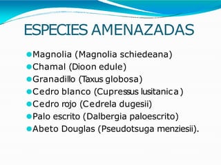 ESPECIES AMENAZADAS
⚫Magnolia (Magnolia schiedeana)
⚫Chamal (Dioon edule)
⚫Granadillo (Taxus globosa)
⚫Cedro blanco (Cupressus lusitanica)
⚫Cedro rojo (Cedrela dugesii)
⚫Palo escrito (Dalbergia paloescrito)
⚫Abeto Douglas (Pseudotsuga menziesii).
 