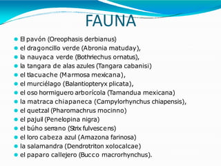 FAUNA
⚫ El pavón (Oreophasis derbianus)
⚫ el dragoncillo verde (Abronia matuday),
⚫ la nauyaca verde (Bothriechus ornatus),
⚫ la tangara de alas azules (Tangara cabanisi)
⚫ el tlacuache (Marmosa mexicana),
⚫ el murciélago (Balantiopteryx plicata),
⚫ el oso hormiguero arborícola (Tamandua mexicana)
⚫ la matraca chiapaneca (Campylorhynchus chiapensis),
⚫ el quetzal (Pharomachrus mocinno)
⚫ el pajuil (Penelopina nigra)
⚫ el búho serrano (Strix fulvescens)
⚫ el loro cabeza azul (Amazona farinosa)
⚫ la salamandra (Dendrotriton xolocalcae)
⚫ el paparo callejero (Bucco macrorhynchus).
 