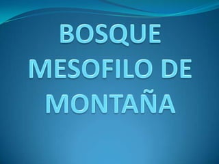 BOSQUE MESOFILO DE MONTAÑA 
