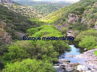 Bosque mediterráneo 
