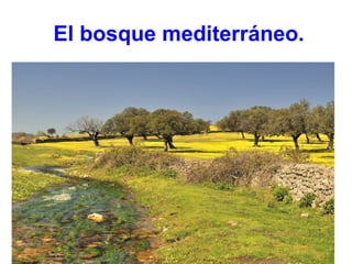 El bosque mediterráneo.
 