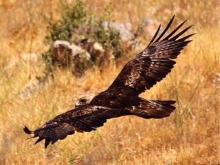 Bosque mediterráneo