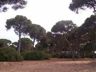 Bosque mediterráneo