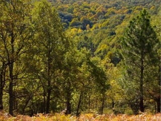Bosque mediterráneo