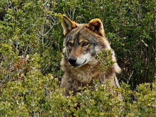 Bosque mediterráneo