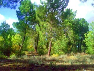 Bosque mediterráneo