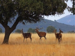 Bosque mediterráneo