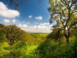 Bosque mediterráneo