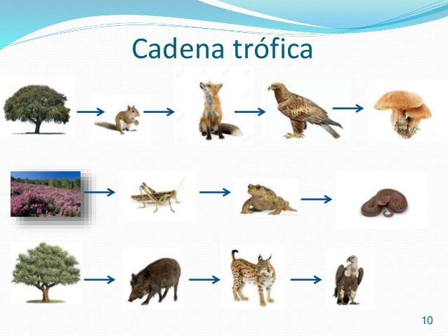 cadena trofica bosque templado bosque mediterr 225 neo cadena trofica bosque templado bosque mediterr 225 neo