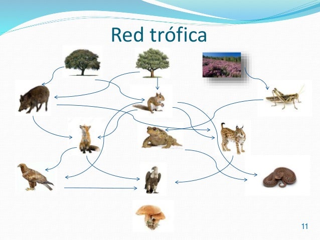 cadena trofica bosque templado bosque mediterr 225 neo cadena trofica bosque templado bosque mediterr 225 neo