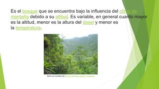Es el bosque que se encuentra bajo la influencia del clima de
montaña debido a su altitud. Es variable, en general cuanto mayor
es la altitud, menor es la altura del dosel y menor es
la temperatura.
Selva de montaña del Parque nacional Celaque, Honduras.
 