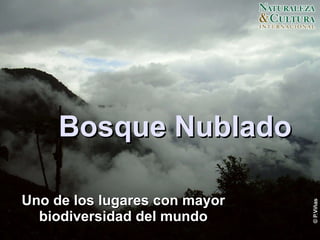 Bosque Nublado Uno de los lugares con mayor biodiversidad del mundo 