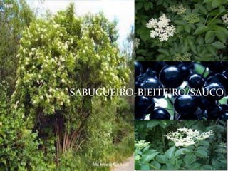 SABUGUEIRO-BIEITEIRO/SAÚCO
 