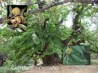 CASTIÑEIRO/CASTAÑO
 