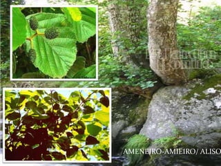 AMENEIRO-AMIEIRO/ ALISO
 