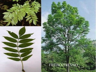 FREIXO/FRESNO
 