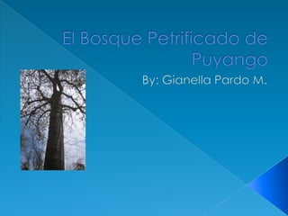 El Bosque Petrificado de Puyango By: Gianella Pardo M. 
