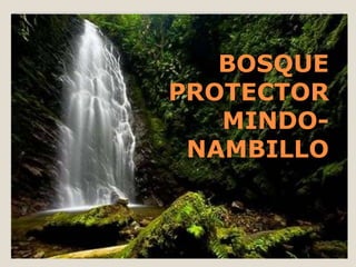 BOSQUE
PROTECTOR
   MINDO-
 NAMBILLO
 