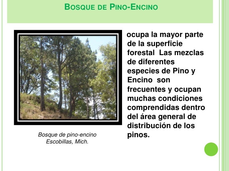 Bosques
