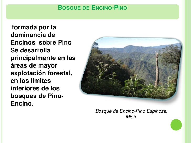 Bosques