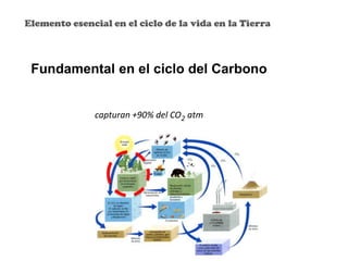 Elemento esencial en el ciclo de la vida en la Tierra
Fundamental en el ciclo del Carbono
capturan +90% del CO2 atm
 