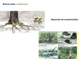 Red de redes – micorriza -
Absorción de contaminantes
 