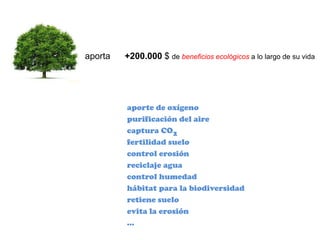 aporta +200.000 $ de beneficios ecológicos a lo largo de su vida
aporte de oxígeno
purificación del aire
captura CO2
fertilidad suelo
control erosión
reciclaje agua
control humedad
hábitat para la biodiversidad
retiene suelo
evita la erosión
…
 
