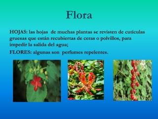 Flora
HOJAS: las hojas de muchas plantas se revisten de cutículas
gruesas que están recubiertas de ceras o polvillos, para
impedir la salida del agua;
FLORES: algunas son perfumes repelentes.
 