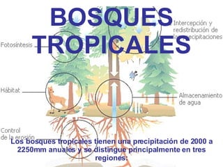 BOSQUES TROPICALES Los bosques tropicales tienen una precipitación de 2000 a 2250mm anuales y se distingue principalmente en tres regiones: 
