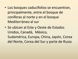 • Los bosques caducifolios se encuentran,
  principalmente, entre el bosque de
  coníferas al norte y en el bosque
  Mediterráneo al sur
• Se ubican al Este y Oeste de Estados
  Unidos, Canadá, México,
  Sudamérica, Europa, China, Japón, Corea
  del Norte, Corea del Sur y parte de Rusia
 