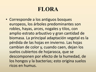 FLORA
• Corresponde a los antiguos bosques
  europeos, los árboles predominantes son
  robles, hayas, arces, nogales y tilos, con
  amplio estrato arbustivo y gran cantidad de
  biomasa. La principal adaptación vegetal es la
  pérdida de las hojas en invierno. Las hojas
  cambian de color y, cuando caen, dejan los
  suelos cubiertos de hojarasca, que se
  descomponen por efecto de la humedad, de
  los hongos y la bacterias; esto origina suelos
  ricos en humus.
 