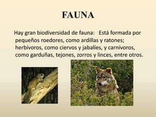 FAUNA
Hay gran biodiversidad de fauna: Está formada por
pequeños roedores, como ardillas y ratones;
herbívoros, como ciervos y jabalíes, y carnívoros,
como garduñas, tejones, zorros y linces, entre otros.
 