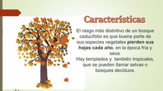 El rasgo más distintivo de un bosque
caducifolio es que buena parte de
sus especies vegetales pierden sus
hojas cada año, en la época fría y
seca.
Hay templados y también tropicales,
que se pueden llamar selvas o
bosques deciduos.
 