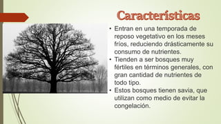 • Entran en una temporada de
reposo vegetativo en los meses
fríos, reduciendo drásticamente su
consumo de nutrientes.
• Tienden a ser bosques muy
fértiles en términos generales, con
gran cantidad de nutrientes de
todo tipo.
• Estos bosques tienen savia, que
utilizan como medio de evitar la
congelación.
 