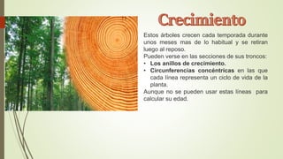 Estos árboles crecen cada temporada durante
unos meses mas de lo habitual y se retiran
luego al reposo.
Pueden verse en las secciones de sus troncos:
• Los anillos de crecimiento.
• Circunferencias concéntricas en las que
cada línea representa un ciclo de vida de la
planta.
Aunque no se pueden usar estas líneas para
calcular su edad.
 