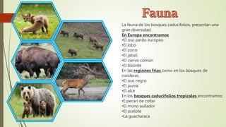 La fauna de los bosques caducifolios, presentan una
gran diversidad.
En Europa encontramos
•El oso pardo europeo
•El lobo
•El zorro
•El jabalí
•El ciervo común
•El bisonte
En las regiones frías como en los bosques de
coníferas.
•El oso negro
•El puma
•El alce
En los bosques caducifolios tropicales encontramos:
•E pecarí de collar
•El mono aullador
•El ocelote
•La guacharaca
 