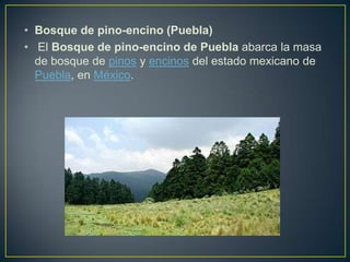 • Bosque de pino-encino (Puebla)
• El Bosque de pino-encino de Puebla abarca la masa
de bosque de pinos y encinos del estado mexicano de
Puebla, en México.
 