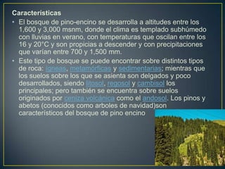 Características
• El bosque de pino-encino se desarrolla a altitudes entre los
1,600 y 3,000 msnm, donde el clima es templado subhúmedo
con lluvias en verano, con temperaturas que oscilan entre los
16 y 20°C y son propicias a descender y con precipitaciones
que varían entre 700 y 1,500 mm.
• Este tipo de bosque se puede encontrar sobre distintos tipos
de roca: ígneas, metamórficas y sedimentarias; mientras que
los suelos sobre los que se asienta son delgados y poco
desarrollados, siendo litosol, regosol y cambisol los
principales; pero también se encuentra sobre suelos
originados por ceniza volcánica como el andosol. Los pinos y
abetos (conocidos como arboles de navidad)son
característicos del bosque de pino encino
 