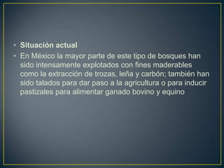 • Situación actual
• En México la mayor parte de este tipo de bosques han
sido intensamente explotados con fines maderables
como la extracción de trozas, leña y carbón; también han
sido talados para dar paso a la agricultura o para inducir
pastizales para alimentar ganado bovino y equino
 