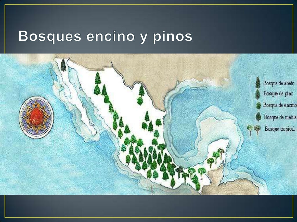 Bosques de pinos y encinos
