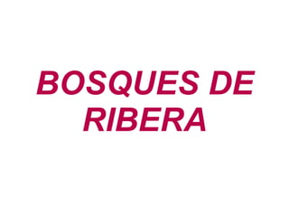 BOSQUES DE
RIBERA
 