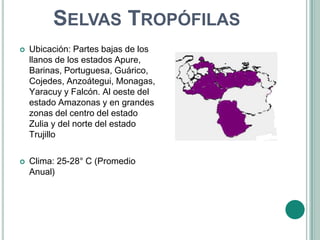 SELVAS TROPÓFILAS
   Ubicación: Partes bajas de los
    llanos de los estados Apure,
    Barinas, Portuguesa, Guárico,
    Cojedes, Anzoátegui, Monagas,
    Yaracuy y Falcón. Al oeste del
    estado Amazonas y en grandes
    zonas del centro del estado
    Zulia y del norte del estado
    Trujillo

   Clima: 25-28° C (Promedio
    Anual)
 