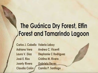 Bosque seco de Guanica 